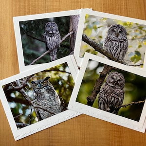 Chouettes ! - Rayé, grand cornu, grand gris - photos sur des cartes de voeux faites main