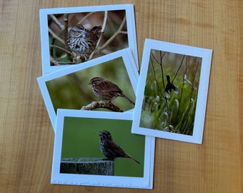 Song sparrow blank photo greeting cards