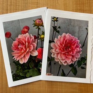 Fleur de dahlia, cartes de voeux photo vierges