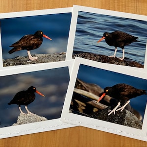 Oystercatchers - bird photo greeting cards