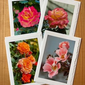 Roses - cartes de vœux vierges avec photo