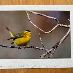 Warblers!  assortment of blank bird photo greeting cards