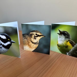 Cartes de portrait vierges carrées Songbird - paruline, alouette et rouge-queue