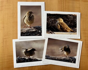 American pipits in various poses - blank photo greeting cards