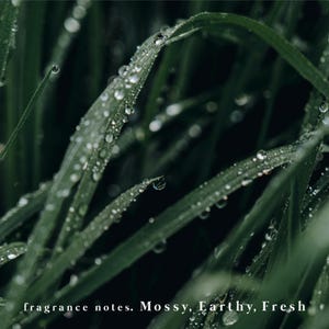 Op de afbeelding: Donkergroene grassprieten bedekt met heldere waterdruppels. De tekst onderaan de afbeelding luidt: fragrance notes. Mossy, Earthy, Fresh. De focus ligt scherp op de centrale grasspriet, terwijl het omliggende gebladerte wazig is.