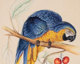 コンゴウインコ　絵画 オリジナルのコンゴウインコの水彩画：細部までこだわった鳥の壁アート