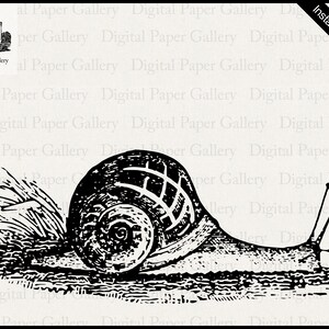 Ilustración de caracol grabado en madera vintage descarga instantánea de imágenes prediseñadas imprimibles digitales plancha en la transferencia 300dpi archivo png para sublimación