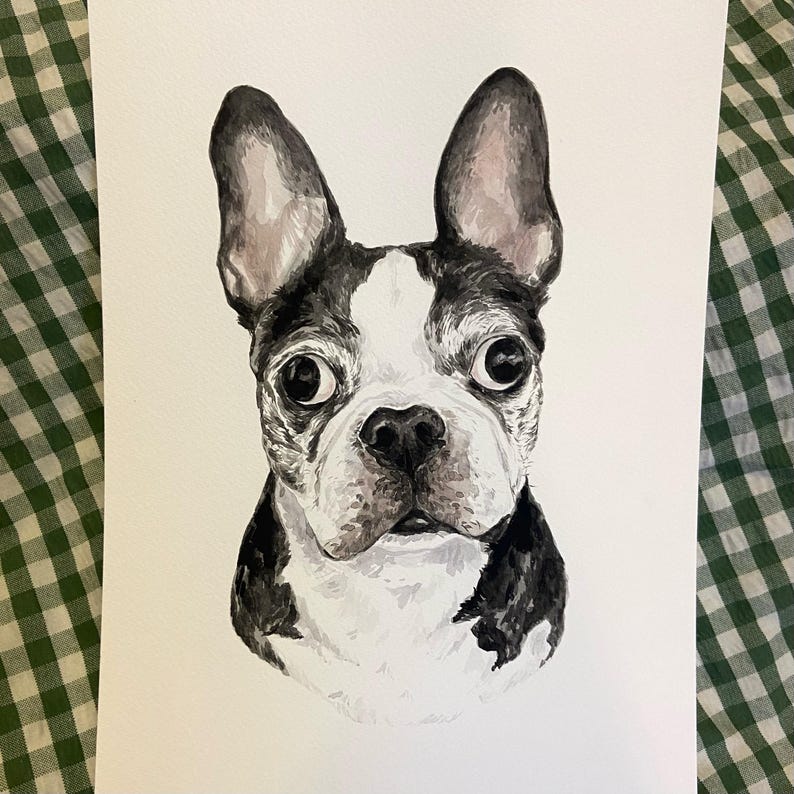 May include: Watercolor painting of a black and white Boston Terrier dog with big brown eyes. The dog is looking directly at the viewer.
