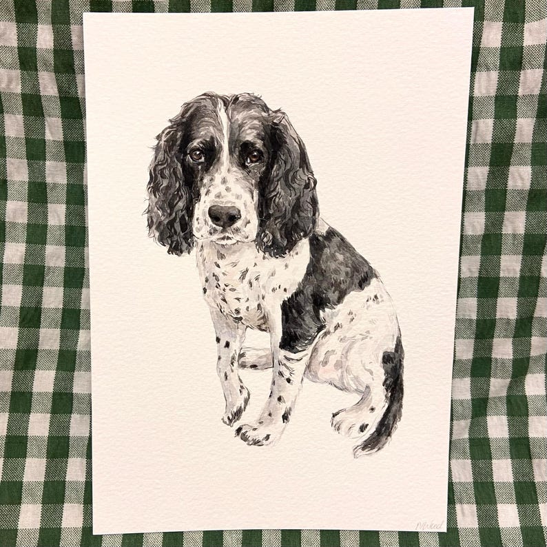 May include: Watercolor painting of a black and white Springer Spaniel dog sitting with its head tilted to the side. The dog has a black nose and brown eyes.