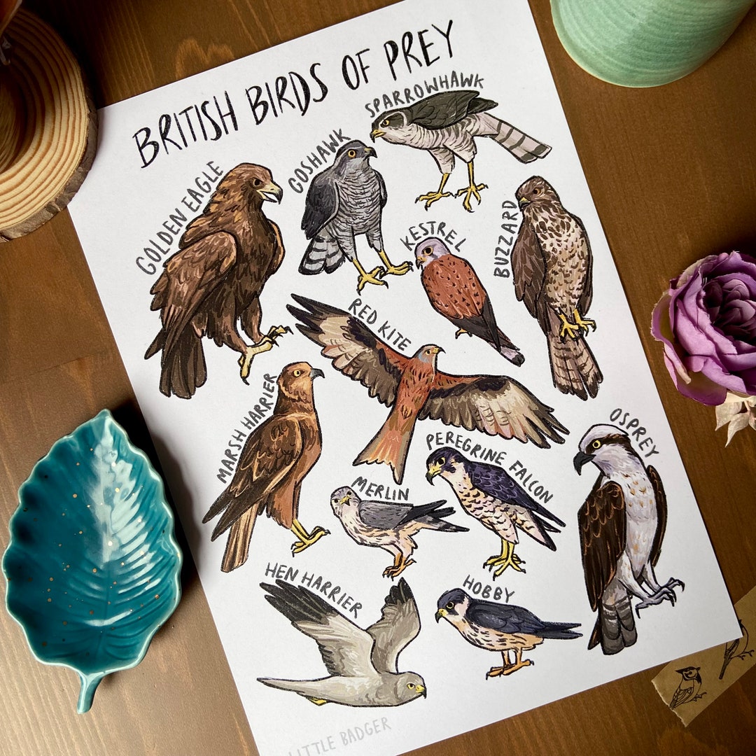 Pin by Anthony & Cheryl on bird posters  Birds of prey, British birds of  prey, Wild birds