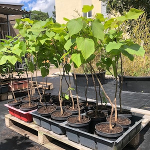 Könnte beinhalten: Junge Bäume in schwarzen Töpfen, angeordnet auf Holzpaletten. Die Bäume haben schlanke braune Stämme und große, herzförmige grüne Blätter. Die Szene spielt sich im Freien ab, mit einem Gebäude und Himmel im Hintergrund.