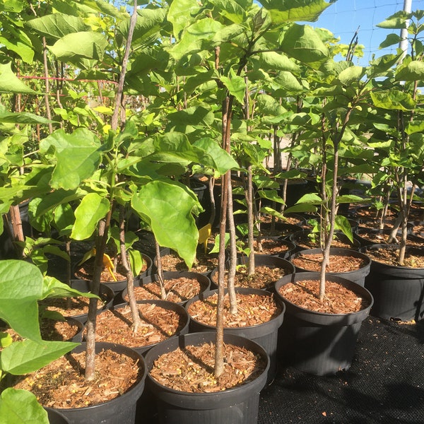 Common trumpet tree (Catalpa bignonioides), approx. 1 m, climate tree, bee tree