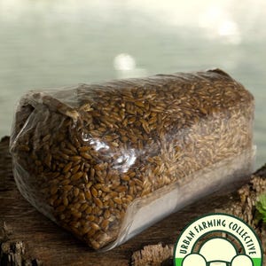 May include: A transparent plastic bag containing brown grains, possibly for mushroom growing, sits on a wooden surface. The bag is sealed, allowing the grains to be seen. A circular logo with the text "Urban Farming Collective" and "Mushroom Magic" is visible.