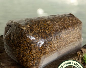 Pre Sterilised Wheat Grain 2kg bags for mushroom cultivation with Injection Port