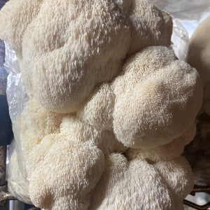 Organic Lions Mane Mushroom Grow  Kit