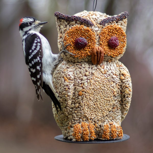 Bird Buddy Owl Hanging Wild Bird Seed Feeder (Bird Lover Gift)