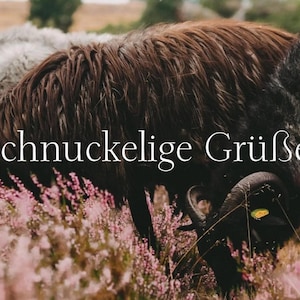 Postkarte A6 – Schnuckelige Grüße (Version 2) – Heidschnucken Foto, Naturmotiv, niedliche Grußkarte, Heide Tierkarte, Geschenkidee