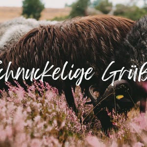 Postkarte A6 – Schnuckelige Grüße – Heidschnucken Foto, Naturmotiv, niedliche Grußkarte, Heide Tierkarte, Geschenkidee