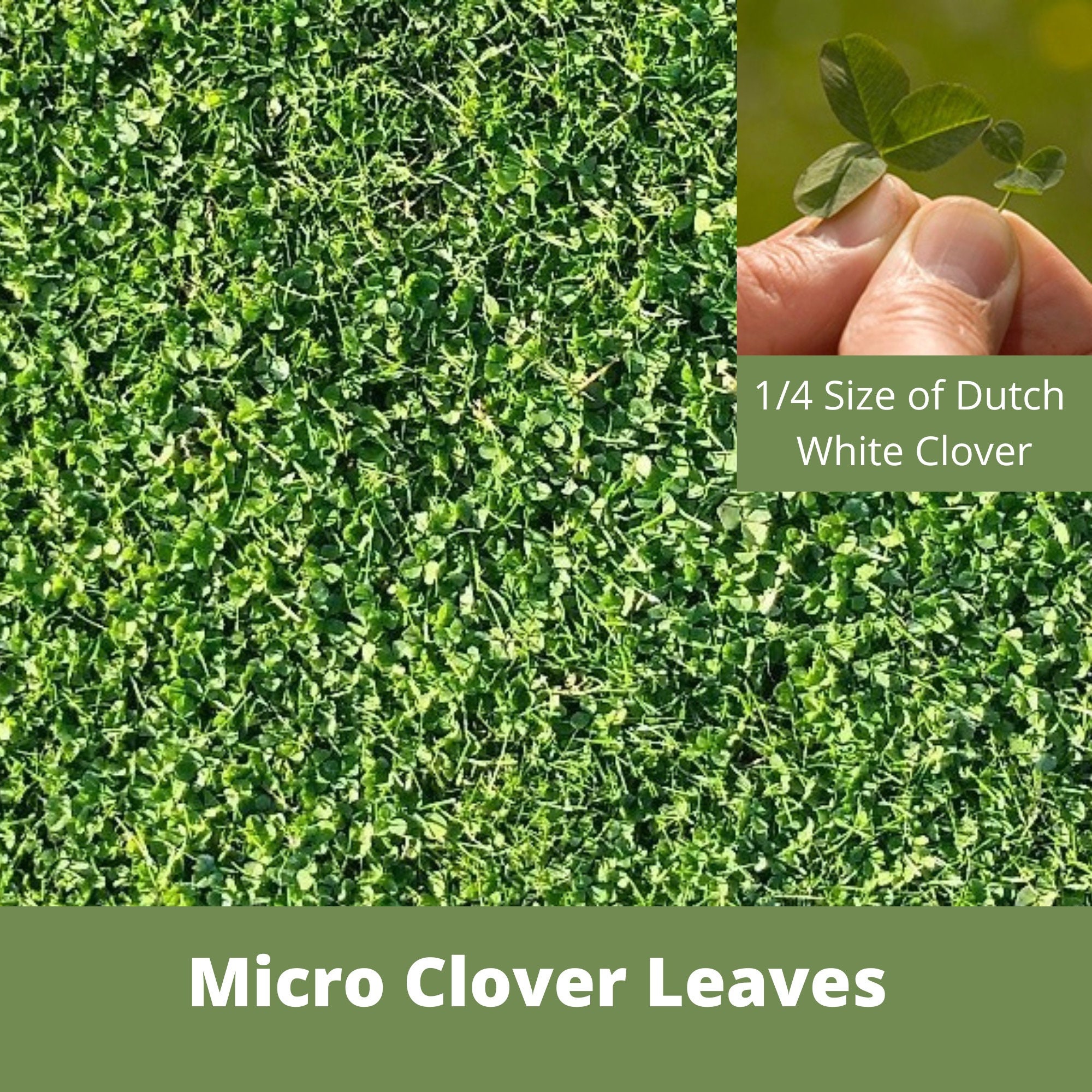 Microclover: The Tiny Clover With Big Benefits For Your Lawn