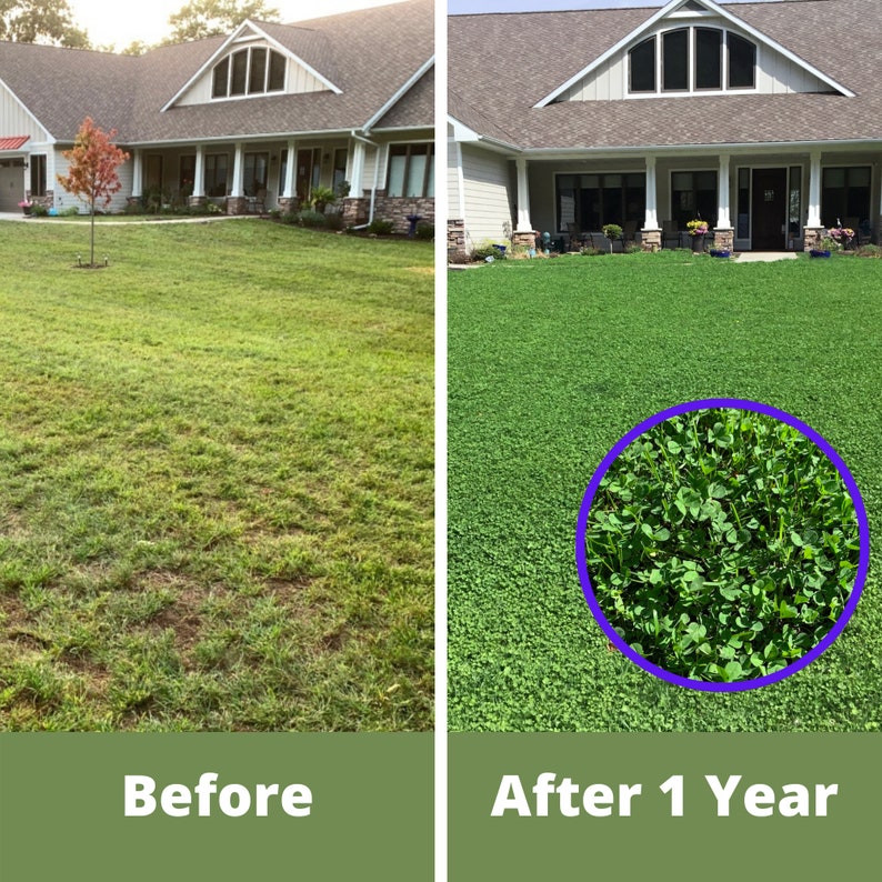 Flawn Seed Dutch White Clover Flowering Lawn Seed Easy to Etsy Flawn Seed Dutch White Clover Flowering Lawn Seed Easy to Etsy
