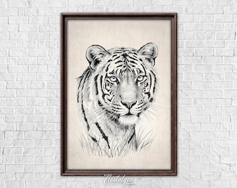 Vintage Tiger Sketch, Wild Animal Drawing, Antique Digital Download, PRINTABLE art, 601