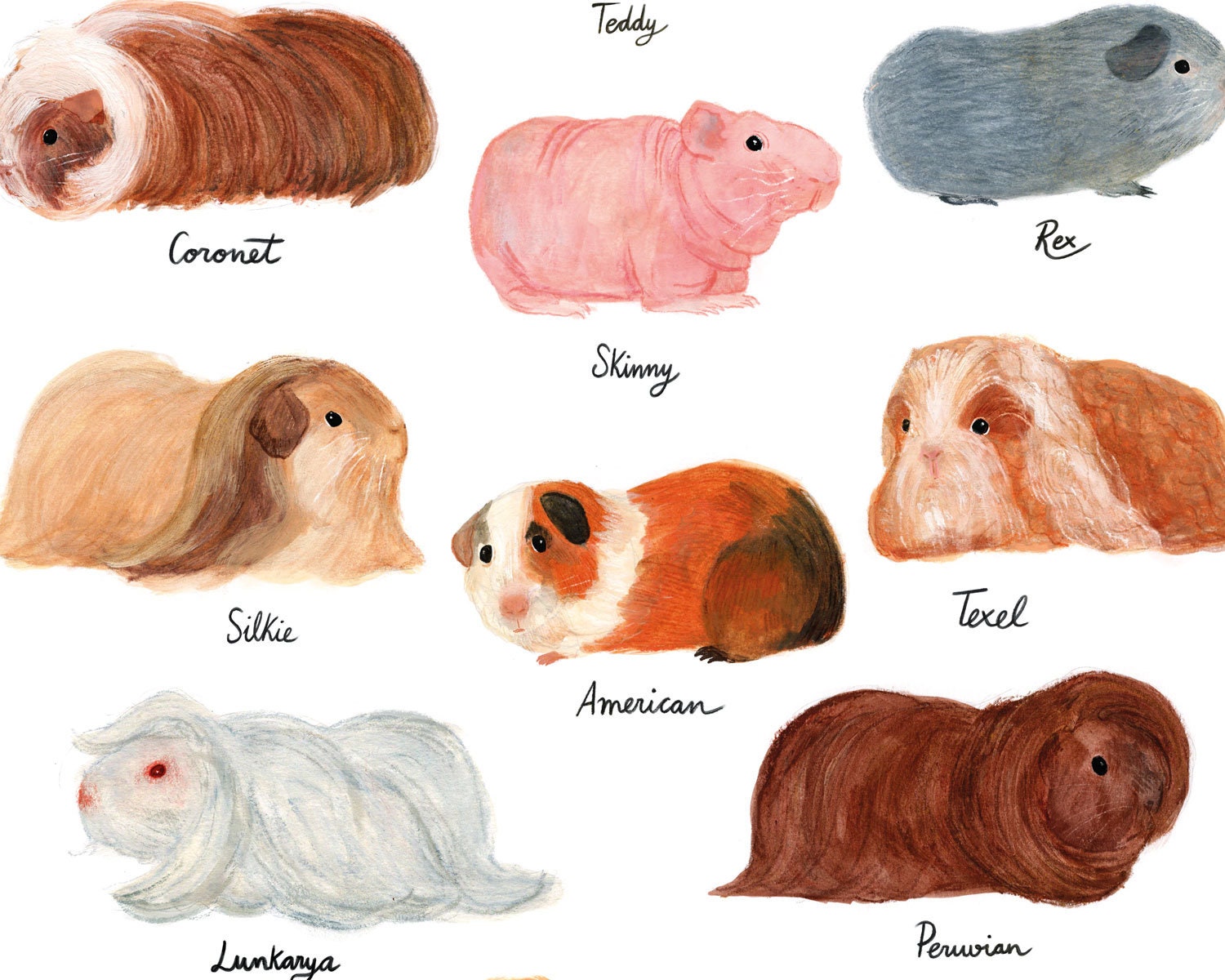 Guinea Pig Breed Chart Illustrated Guide to Cute Cavies Animal Etsy