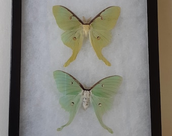 Puede incluir: Dos polillas Luna preservadas exhibidas dentro de un marco negro rectangular con un fondo blanco texturizado. La polilla superior presenta alas de color amarillo verdoso pálido con bordes marrones, mientras que la inferior tiene alas verde menta.