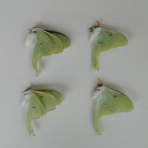 Luna Moth beginners pack A