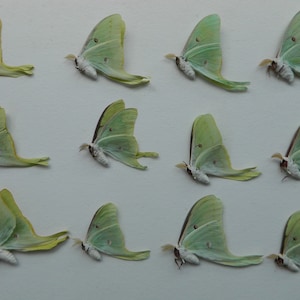 Eight (8) Ex-pupae 2024 Luna Moths bulk pack DIY unmounted folded in Wax Paper.