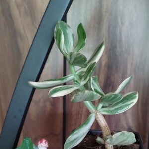 16+ Varigated Jade Plant
