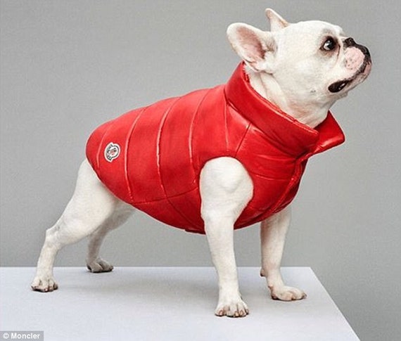 moncler dog jacket