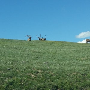 Bull Elk on Top