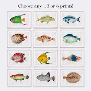 Colourful Vintage Fish Art Prints — Nautical Coastal Wall Art Set (Choose 1, 3 or 6)