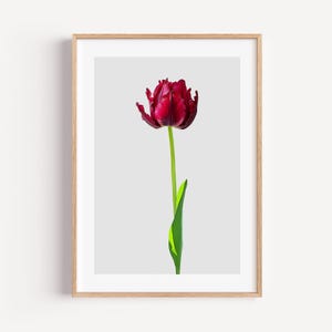 Botanical Floral Art Print, Tulip Picture, Bedroom Prints, Minimalist Modern Floral Print, Living Room Print, Mother&#39;s Day Gift, Pretty Art