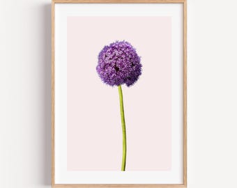 Purple Flower Botanical Print, Spring Allium Purple Floral Picture, Floral Home Decor, Minimalist Art, Living Room Decor, Gift for Mum