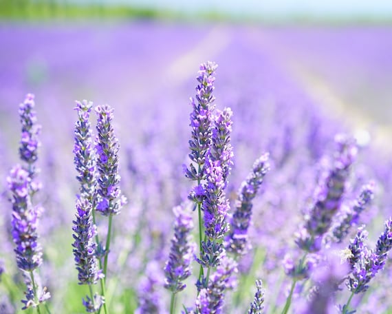 Lavender in Bloom - Etsy