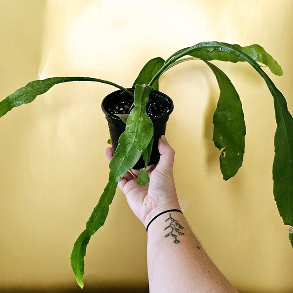 Queen of the Night, Night Blooming Cereus, (Epiphyllum oxypetalum) - Starter Plant