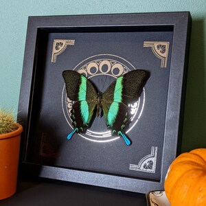 Papilio blumei Green Swallowtail Handmade Real Butterfly Framed Artwork