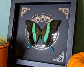 Papilio blumei Green Swallowtail Handmade Real Butterfly Framed Artwork