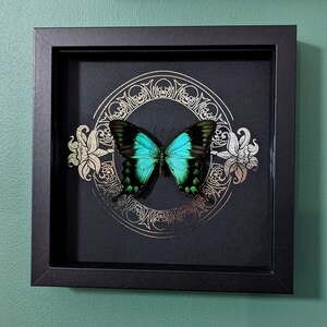 Sea Green Swallowtail Butterfly Handmade Real Butterfly Obras de arte enmarcadas