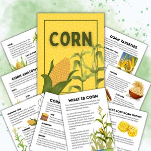 Puede incluir: Póster educativo sobre el maíz, con ilustraciones de la anatomía del maíz, variedades y etapas de crecimiento. Incluye descripciones textuales del ciclo de vida del maíz y datos sobre su cultivo.