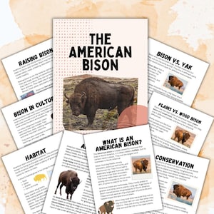 Op de afbeelding: Educatief materiaal over de Amerikaanse bizon, met feiten over hun habitat, conservatie en een vergelijking met de yak. De centrale afbeelding is een grote bizon.