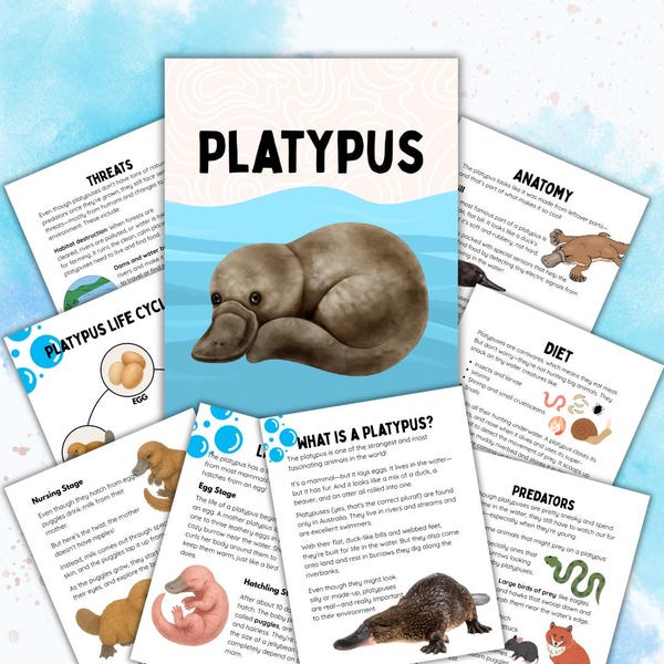 May include: Educational poster about the platypus, featuring illustrations and text. The central image is a detailed drawing of a platypus. Surrounding it are informational sections on anatomy, diet, and life cycle.