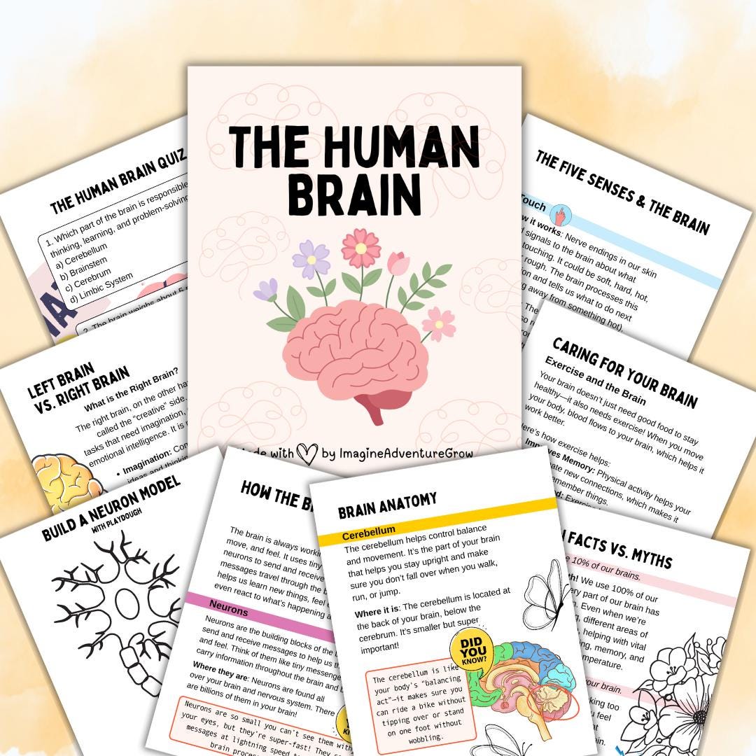 Human Brain Homeschool Science Study Unit | Digital Download Curriculum ...