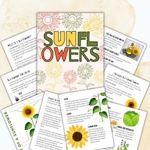 以下が含まれることがあります： ひまわりをテーマにした教育用カードとポスターのセット。ポスターには「SUNFLOWERS」の文字が大きくカラフルに表示されています。カードには、ひまわりのライフサイクルや用途など、ひまわりに関する情報が記載されています。