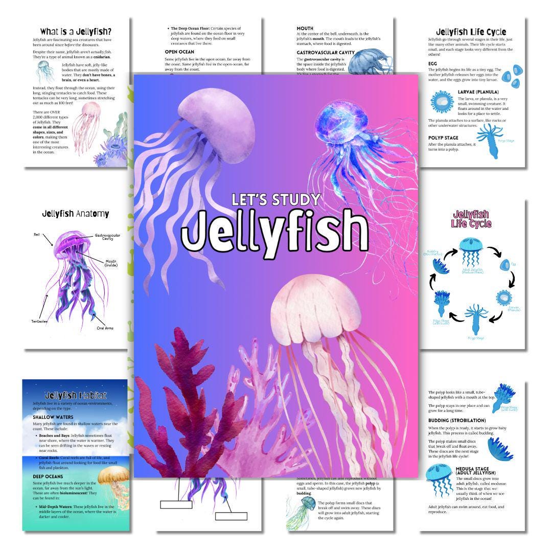 Jellyfish Mini Study | Ocean Life Printable | Homeschool Science Unit | Life Cycle & Activities