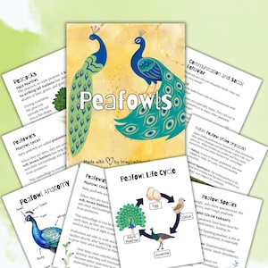 May include: A collection of educational cards featuring illustrations and information about peafowls. The cards include details on peacock anatomy, life cycle, species, and behavior. The central card displays two blue and green peacocks with the word "Peafowls".