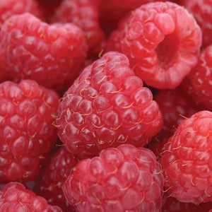 May include: A close-up shot of a pile of ripe, red raspberries. The berries are densely packed, showcasing their textured surfaces and vibrant color. The image highlights the natural beauty of the fruit, with a focus on the individual raspberry details.