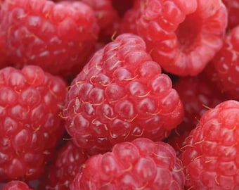 May include: A close-up shot of a pile of ripe, red raspberries. The berries are densely packed, showcasing their textured surfaces and vibrant color. The image highlights the natural beauty of the fruit, with a focus on the individual raspberry details.