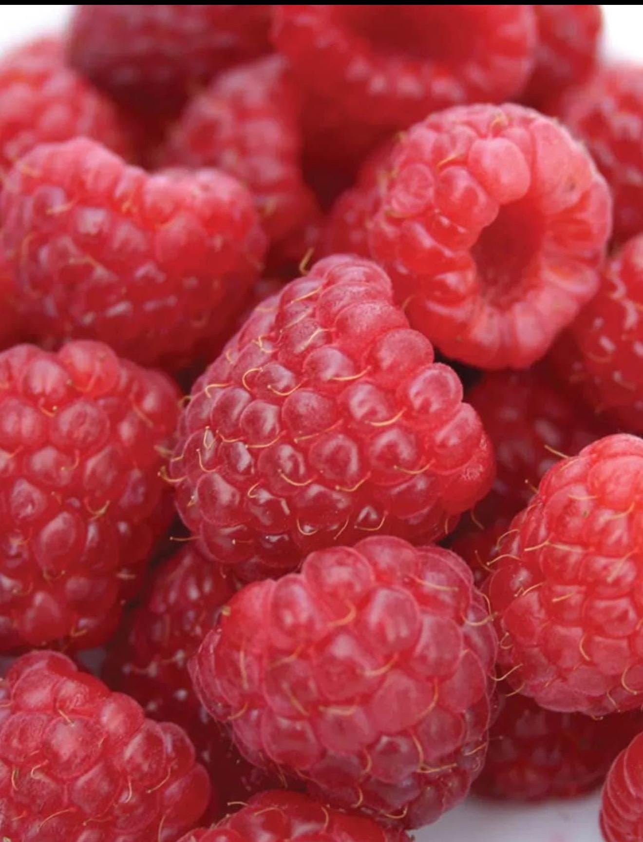 Heritage Red Raspberry Living Plant - Etsy